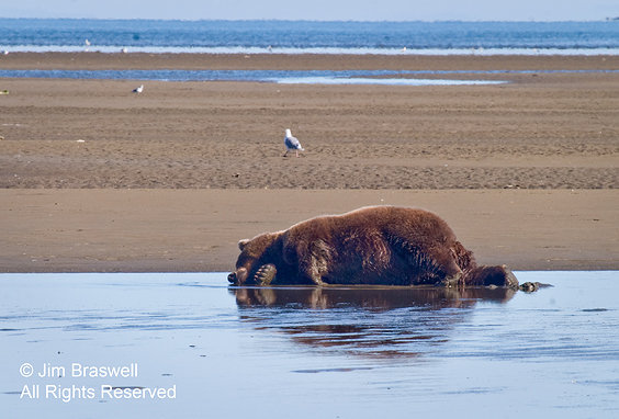 Brown Bear napping in water
