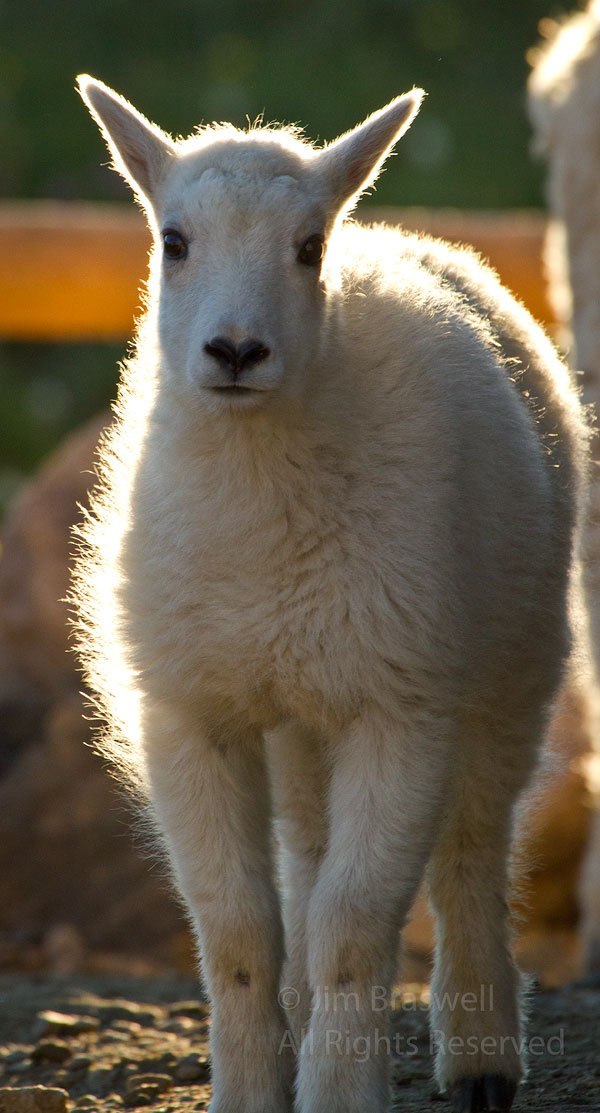 Young Mountain Goat kid, backlit