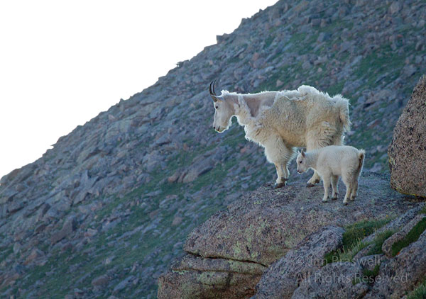 Mountain Goat ewe and kid