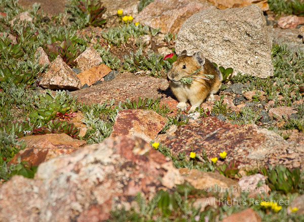 American Pika, collecting wildflowers