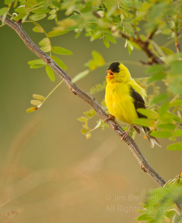American Goldfinch male perched in a tree overlooking the sunflower field