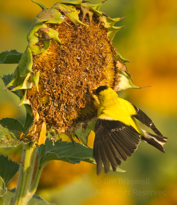 American Goldfinch male extracting seeds from the sunflower plant's seedhead