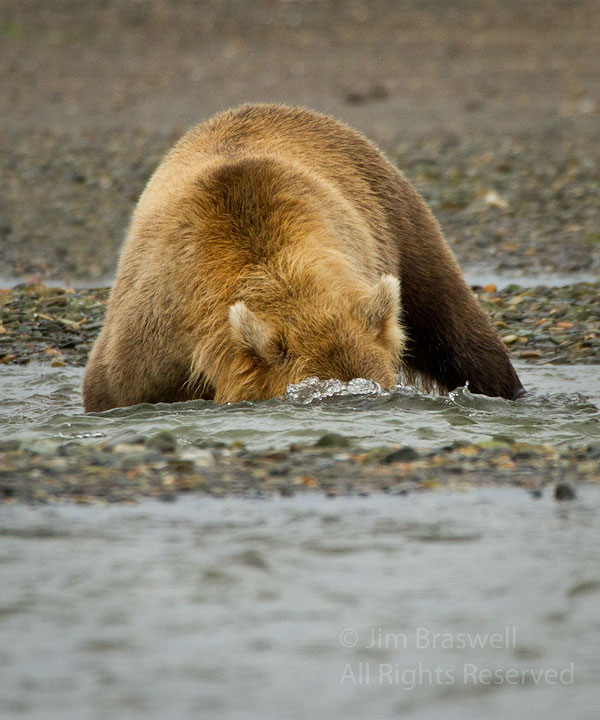 Brown Bear snorkeling for salmon