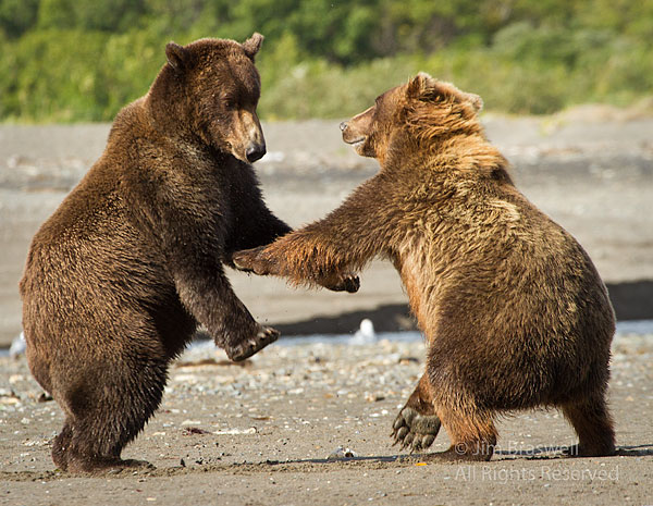 Brown Bears Playfighting