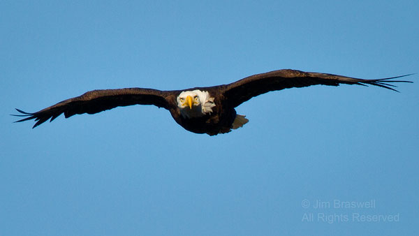 Bald Eagle flying over Little Tutka Bay