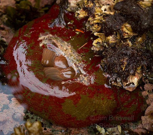 Red and Green Sea Anemone