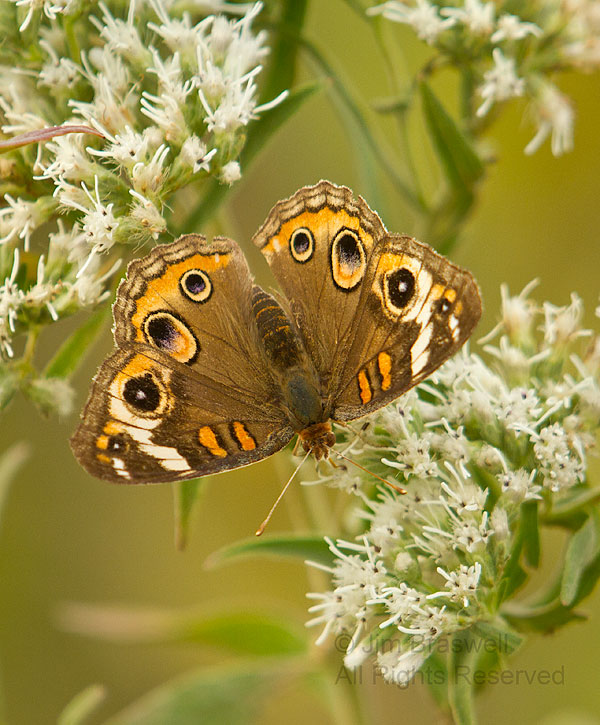 Buckeye Butterfly on wildflower
