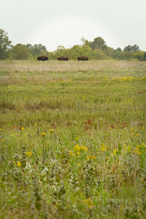 Bison grazing on the prairie