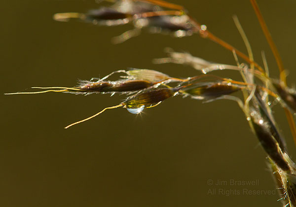 Dewdrop on Prairie Grass