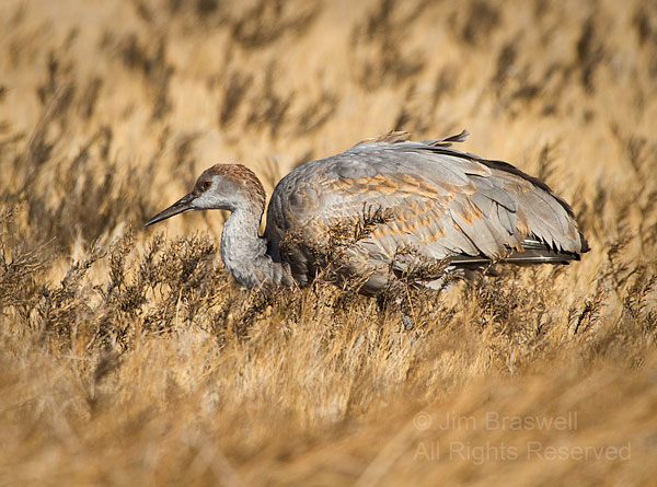 Sandhill Crane in the prairie grasses