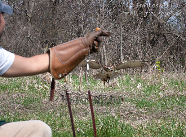 Red-tailed hawk returns to falconry handler