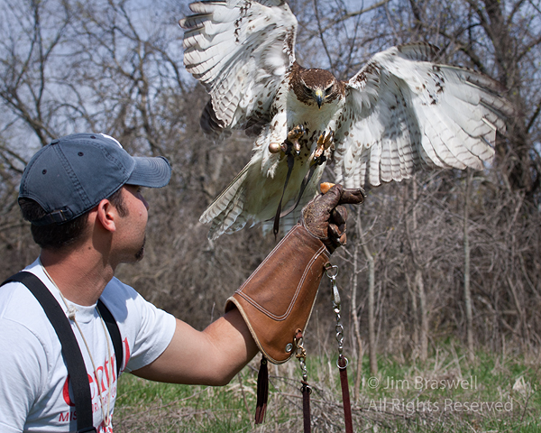 Red-tailed hawk lands on falconry handler's hand