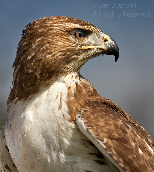 Closeup of Red-tailed Hawk (used in falconry)