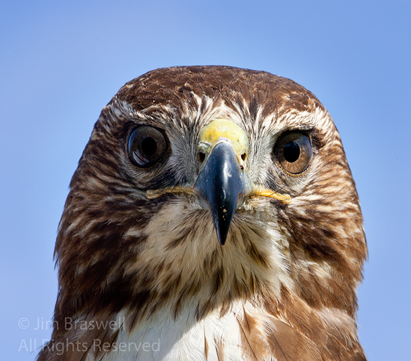 Red-tailed Hawk closeup (used for falconry)