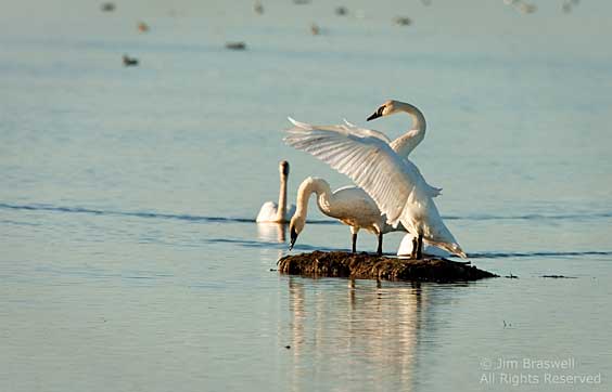 Trumpeter Swans gathering on refuge waters