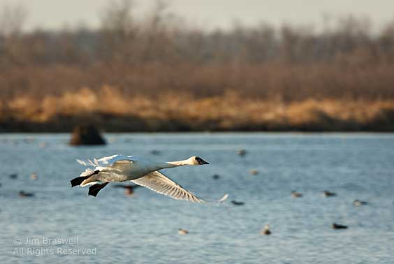 Trumpeter Swan flying