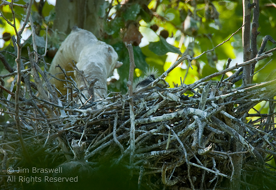 Great Blue Heron Chicks in the nest