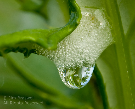 Water droplet on wildflower in meadow