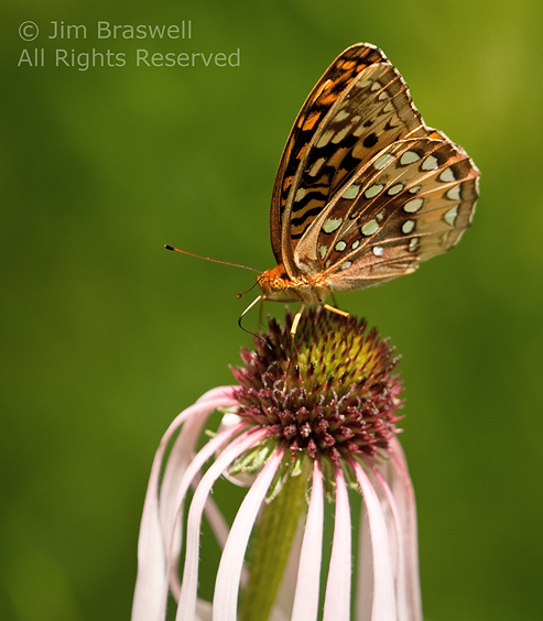 Great Spangled Fritillary Butterfly on Pale Purple Coneflower