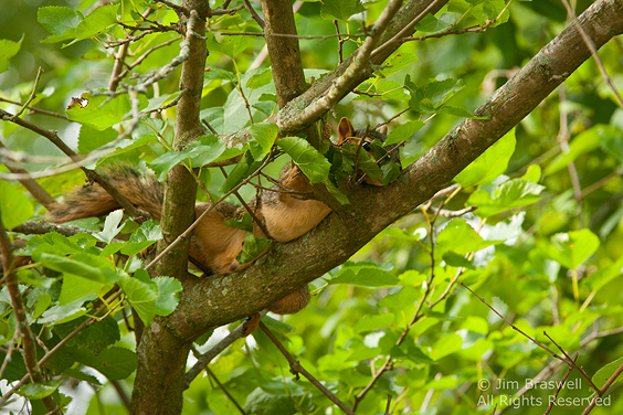 Squirrel hiding in tree