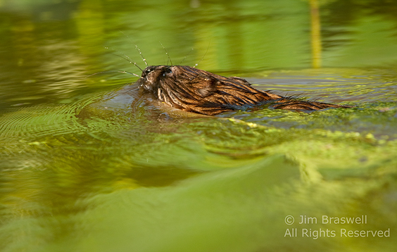 Muskrat heading to nest with American Lotus stalk