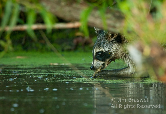 Raccoon with a frog