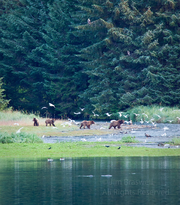 Brown Bear sow with yearling triplets