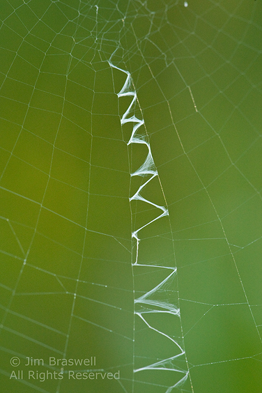 Yellow Garden Spider web