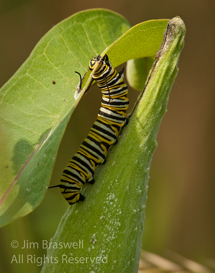 Monarch Caterpiller on Common Milkweed