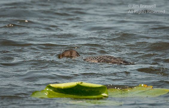 Common Loon young fishing