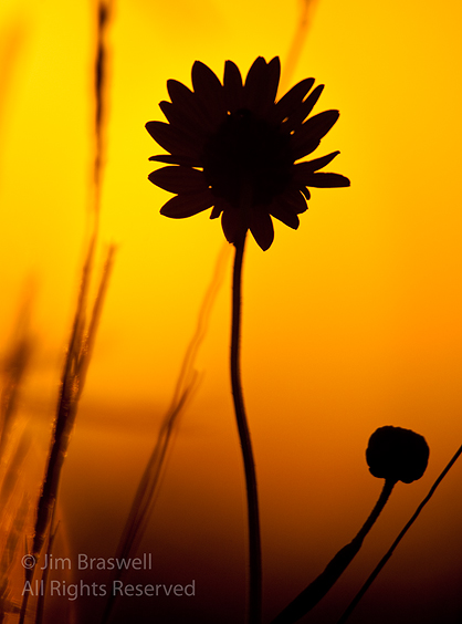 Sunflower Silhouette at sunrise