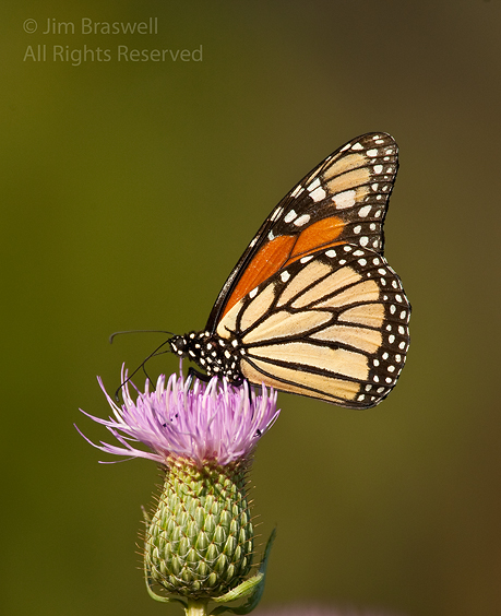 Monarch Butterfly on thistle