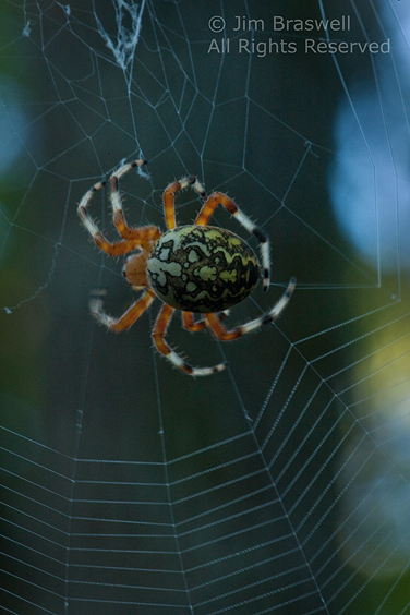 Marbled Spider weaving a web
