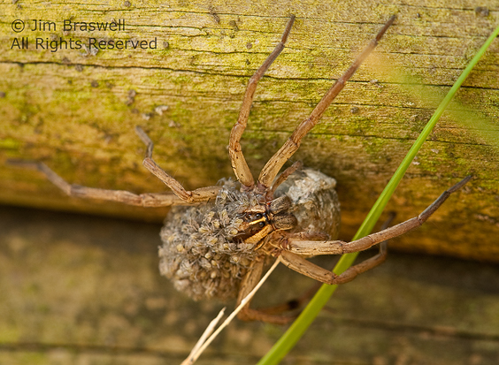 Wolf Spider with young on back