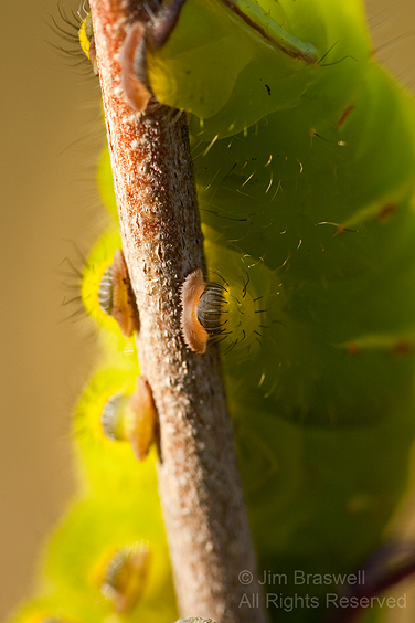 Polyphemus Moth closeup