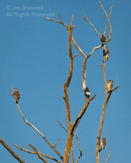 Tree full of woodpeckers