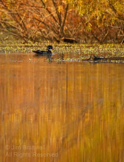 Wood Duck drake swims in the fall colors
