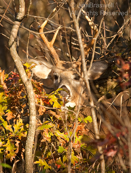 Deer Buck in fall colors