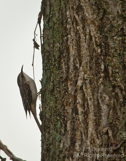 Brown Creeper on a tree trunk