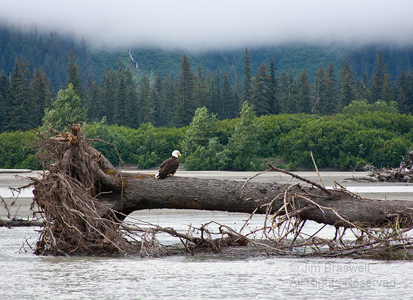 Bald Eagle sitting on tree in the Stikine River, Alaska