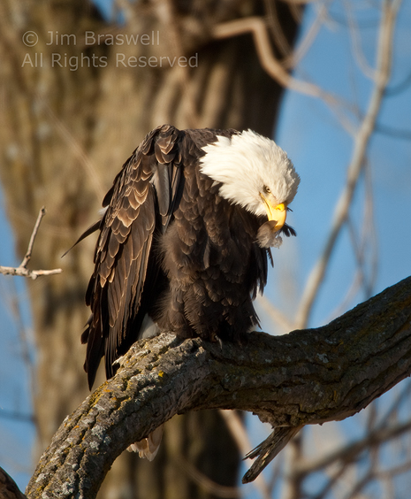 Bald Eagle with feather in his beak