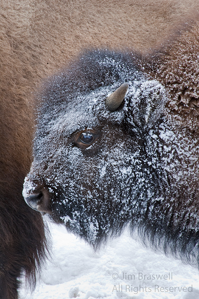 Bison calf with snow on face
