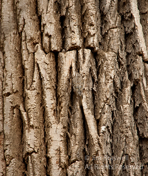 Brown Creeper camouflaged against tree trunk