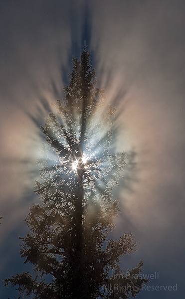 Light difusing through the trees and steam at West Thumb (Yellowstone NP)