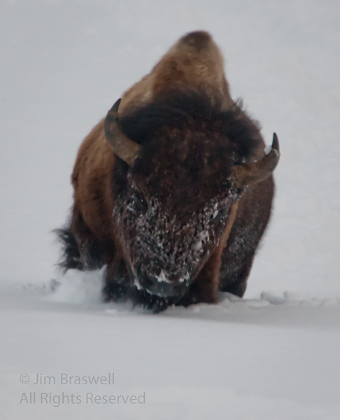 Yellowstone Bison in deep snow