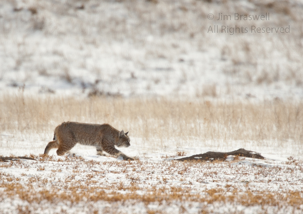 Bobcat sneaking up on Prairie Dog burrow