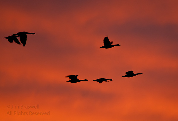 Canada Geese at sunrise