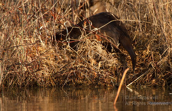 Northern River Otter on the bank, gathering nest materials