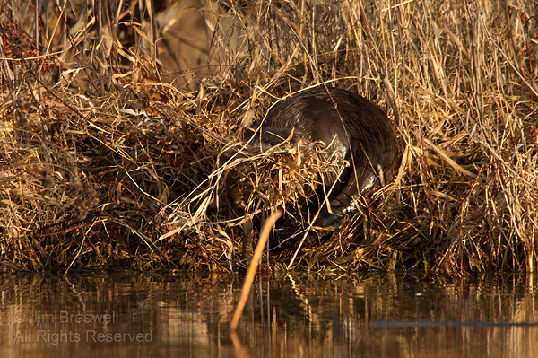 Northern River Otter entering water with nesting materials