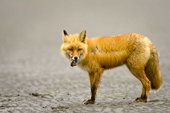 Red Fox with razor clam